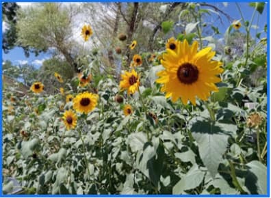 Sunflowers